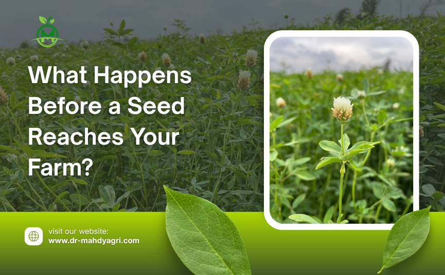 What Happens Before a Seed Reaches Your Farm?